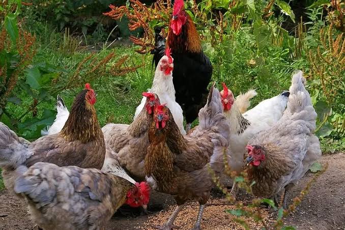 Mengenal Ayam Kampung Super: Keunggulan dan Perawatannya